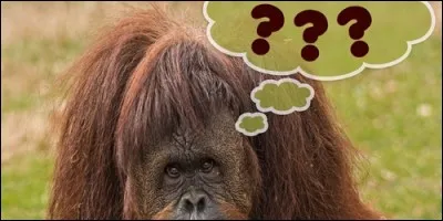 Le percheron est une race :