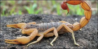 Où est le dard d'un scorpion ?