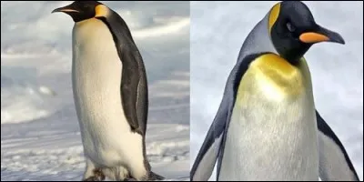 Lequel des deux vole ?