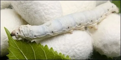 Quel animal produit la soie ?
