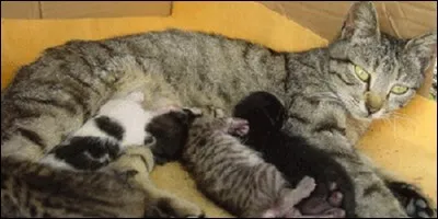 Comment s'appellent les animaux dont les petits naissent vivants ?