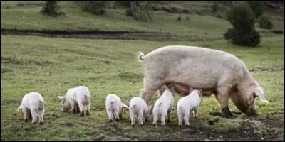 Comment s'appelle la femelle du porc ?