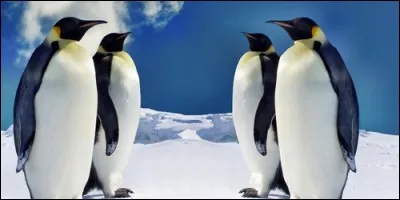 A quelle famille appartiennent le pingouin ?