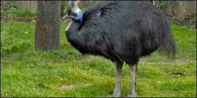 Quel est le nom de cet oiseau faisant parti de famille des casuariidés ?