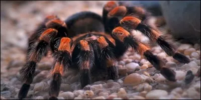 Combien d'yeux la tarentule possède-t-elle ?