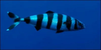 Comment s'appellent les poissons qui accompagnent les requins ?