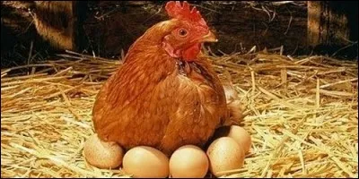 Combien de jours, en moyenne, la poule doit-elle couver ses oeufs ?