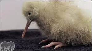 Il ne peut pas voler !