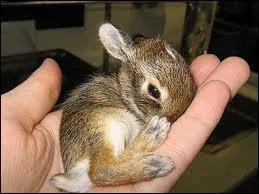 Il peut tre de clapier ou de garenne, le ...