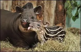 Il parcourt la fort, le jaguar est son ennemi !