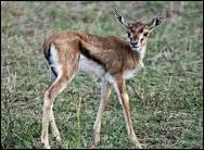 Elle parcourt les savanes africaines, la ...