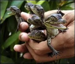 C'est mignon ... quand c'est petit !