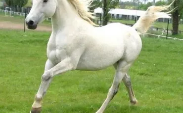 Quiz Galop 1