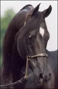 Sur l'image Le cheval est ...