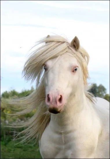 Avec quelle brosse fait-on la tte du cheval ?