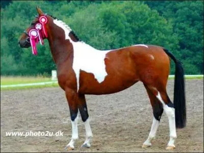 La robe pie-alezan est ...