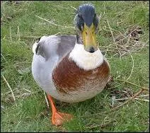 Il ne faut pas prendre les enfants du bon dieu pour des ...