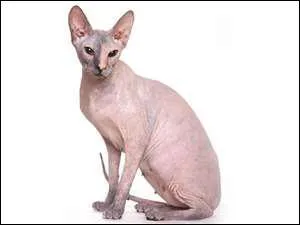 D'o vient le Sphinx ?