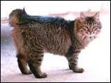 Le bobtail russe a :