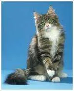 On appelle le Maine Coon 'le gentil gant' car :