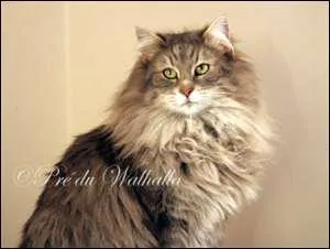 Vers quel ge le norvgien atteint-il sa taille adulte ?