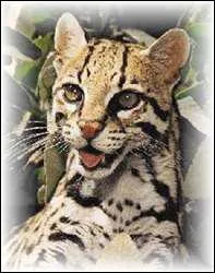 D'o vient l'ocelot ?
