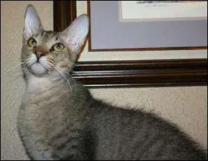 De quelle origine est le Peterbald ?