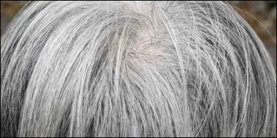 Comment appelle-t-on le blanchissement des poils dû au vieillissement ?