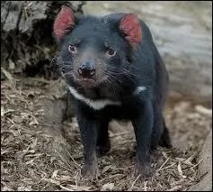 O se trouve l'le de ce diable de Tasmanie ?