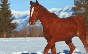 Quiz Galop 3
