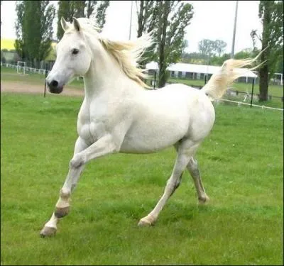 Le trot est une allure  :