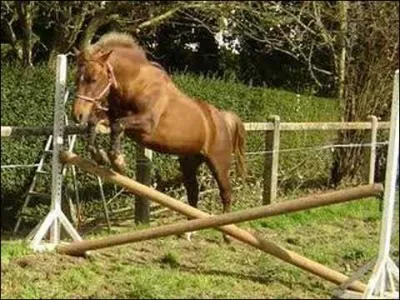 Combien le saut comporte-t-il de phases ?