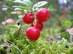 Quiz Fruits