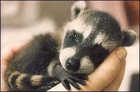 Celui-ci est beaucoup moins vident, il vit dans la jungle, le ...