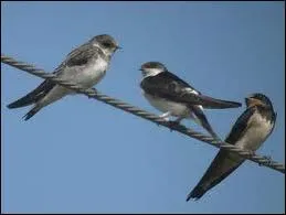 On dit de cet oiseau qu'il ne fait pas le printemps !