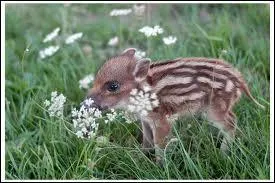 Celui-ci est en train de devenir une calamit en france, il se reproduit comme ... un lapin !