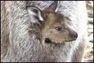 Cet animal garde son petit dans une poche !