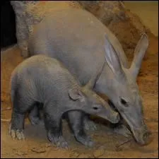 Voici un animal mconnu, rserv aux costauds ...