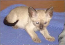 Et ce chaton, connaissez-vous sa race ?