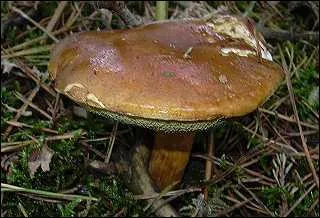 Quel est ce bolet comestible sans saveur, qui a la facult d'imprgner les dchets toxiques, raison pour laquelle il est prfrable de ne pas le cueillir ?