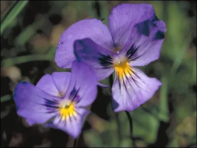 Quelle est cette fleur de montagne ?