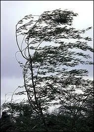 Le Mistral est un vent de secteur :