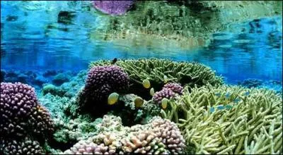 Non loin de ce rcif coralien du Pacifique, on trouve la fosse des Mariannes, mais quelle est sa profondeur record ?