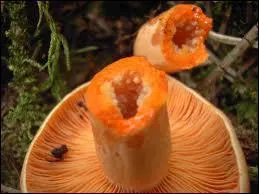 Quel est cet excellent comestible ?