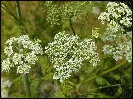 Quelle est cette plante au poison mortel qui tait utilise autrefois pour liminer rapidement les condamns  mort ?