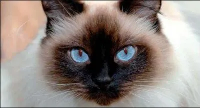 Quel est le petit de la chatte ?