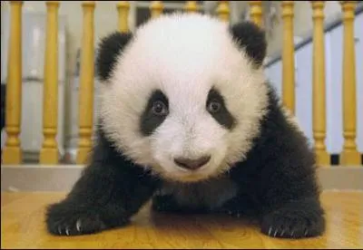 Quel est le petit du panda ?