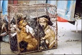 En France, la cuisine de ce pays est trs apprcie, mais ils ont une spcialit que nous n'aimerions pas !