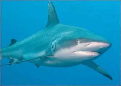 Quel est cet animal ?