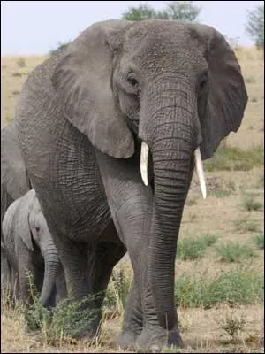 Quel est cet animal ?